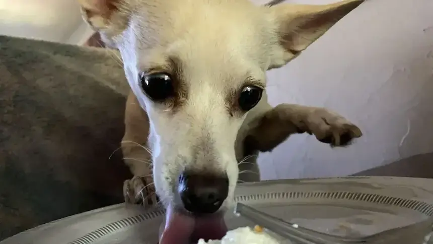 Photo of a white dog licking whipped cream off of a plate